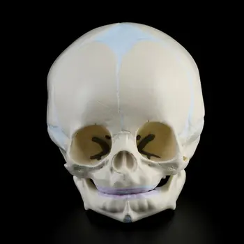 1: 1 Žmogaus Vaisiaus Baby Kūdikių Medicinos Kaukolės Anatomijos Skeleto Modelis Mokymo Reikmenys Medicinos Mokslas