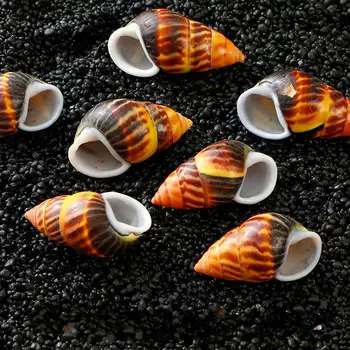 Gamtos myli shell sraigės retas egzempliorius surinkimo žaisti namuose 